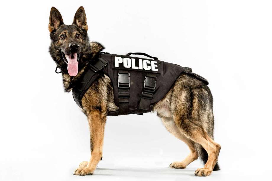 k-9.jpg