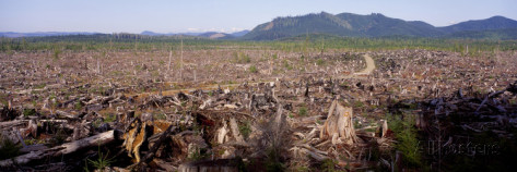 panoramic-images-forest-of-clear-cut-timber-olympic-national-forest-olympic-peninsula-washington-state-usa.jpg