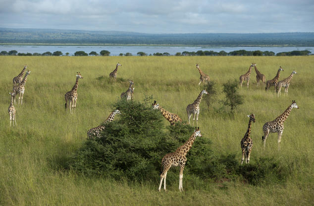 giraffe_01_ngf0055233.jpg