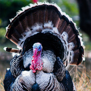 turkey-300x300.jpg