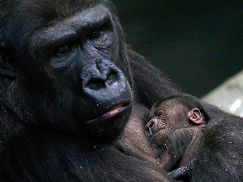 Mother Gorilla Koola by Jim Young at Brookfield Zoo Illinois.jpg