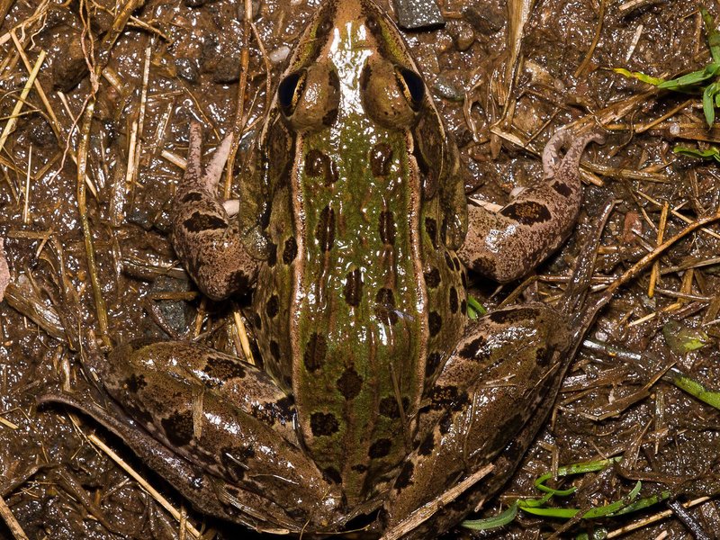 lep frog.jpg__800x600_q85_crop.jpg