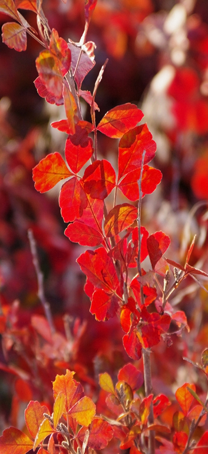 SHRUBS OF AUTUMN.jpg