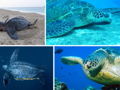 [image for Planet Spotlight Leatherback-Turtles.jpg]