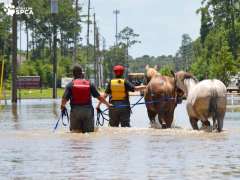 [image for Planet Spotlight Horse rescue Harvey flooding.jpg]