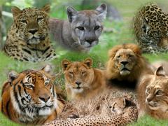 [image for Planet Spotlight big cats (Large).jpg]