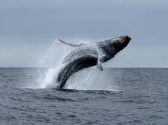 [image for Planet Spotlight Humpback.jpg]
