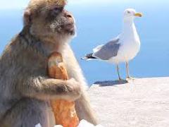 [image for Planet Spotlight monkey on gibraltar.jpg]