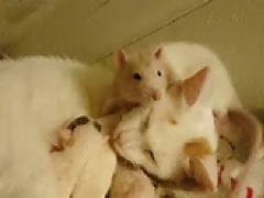 [image for Planet Spotlight rat helping cat.jpg]