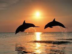 [image for Planet Spotlight Dolphins.jpg]