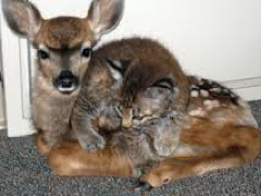 [image for Planet Spotlight Bambi and Bobcat.png]