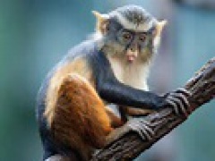 [image for Planet Spotlight baboon.jpg]