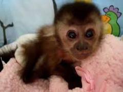 [image for Planet Spotlight Baby Monkey Nala.jpg]