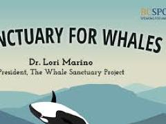 [image for Planet Spotlight whales1.jpg]