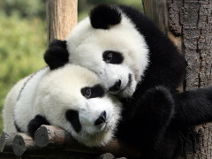 [image for Planet Spotlight Panda-Hug.jpg]