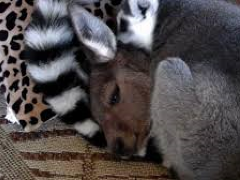 [image for Planet Spotlight Kangaroo and Lemur.png]