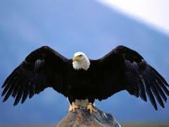 [image for Planet Spotlight Bald Eagle.jpg]